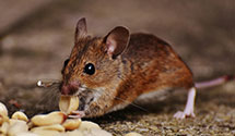 24 Hour & Emergency Exterminators in Jonestwn, PA